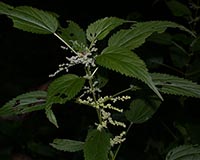 Stinging Nettle